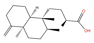 (5a,13S)-15-Nor-4(18)-cleroden-14-oic acid